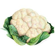 Cauliflower Gorl