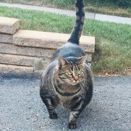 Buff Cat