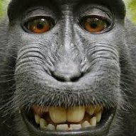 LettuceWrappedMonkey