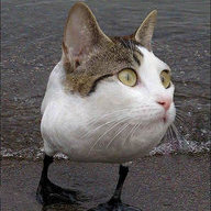 Shut.Up.Carl
