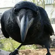 Raven Raven