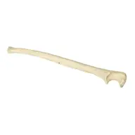 ulna_bone