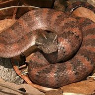 Acanthophis