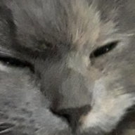 SKYthecat