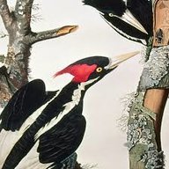 Ivory Bill