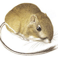 Kangaroo Rat