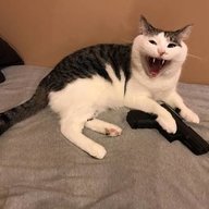 Edgy Cat
