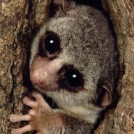 courteouslemur