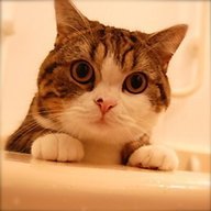 Buggins