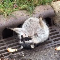 Trash Kitty