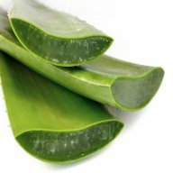 aloeplant