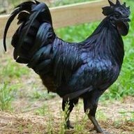 The Blackest Cock