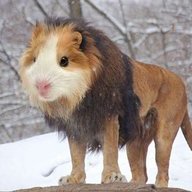 Pig Aloof