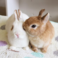 Bunnykisses7
