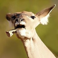 Bonecollector