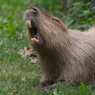 TheCapybara
