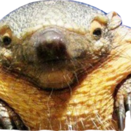 74 Screaming Armadillos