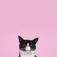 RoLoKo