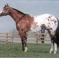 appaloosa horse