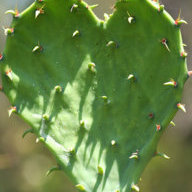 evilcactuslove