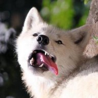 Moon Moon