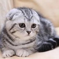SweetScottishFold