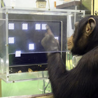Exceptional Chimp