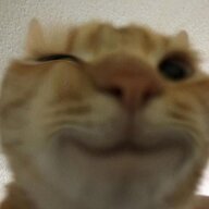 koshka