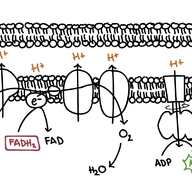 Oxidative Phosphorylation