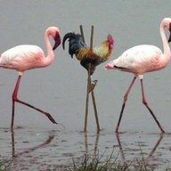 FlamingoNuggets