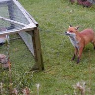 SchlauFuchs