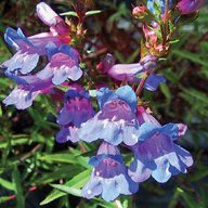Penstemon