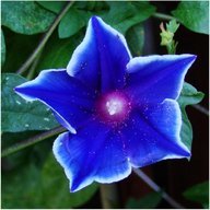 Nightbloom