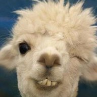 Llama person