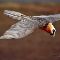 Bird In Flight