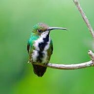 colibricheese