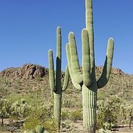 Copper Saguaro