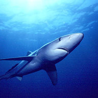 BlueShark