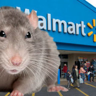 wommart rat