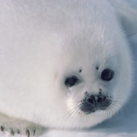 Seal Breath