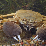 crab hole