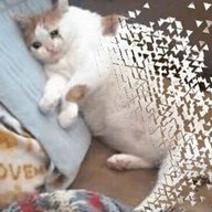 Boaby_Oof