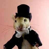Fancy Rat