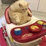 Healthyboy /s