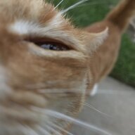 KhordKitty
