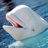 Beluga