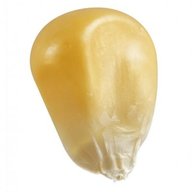 Kernel of Corn