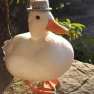 Oh shit it's a duck!