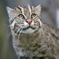 Fishing Cat
