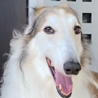 Borzoi